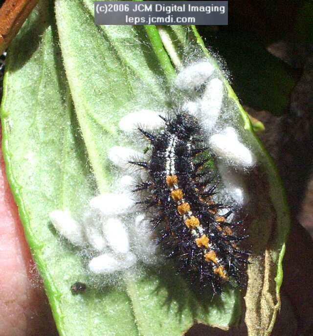 Chalcedon Checkerspot (Euphydryas chalcedona) larva with cocooned parasites